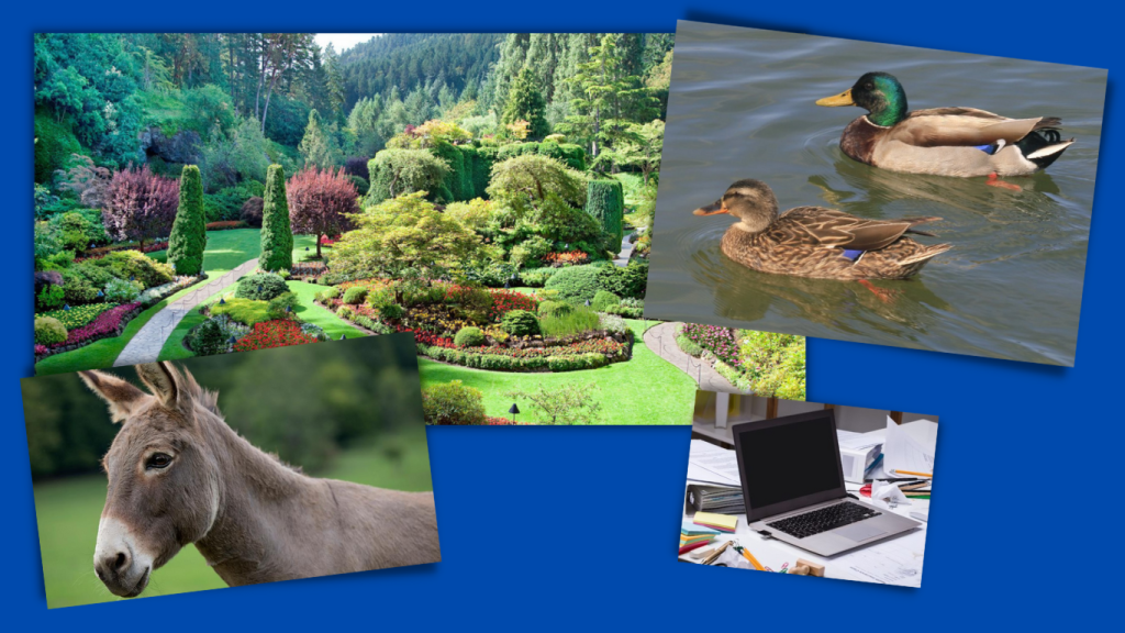 ABOUT US HEATHER. On a blue background, a beautiful garden with lots of green trees and colourful shrubs. Am images of a donkey, ducks and a laptop. All things which keep Heather busy day to day.